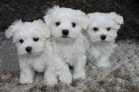 Not Just a Pretty Face, Our Maltese Puppies for Sale are the Perfect Companion! - Furry Babies