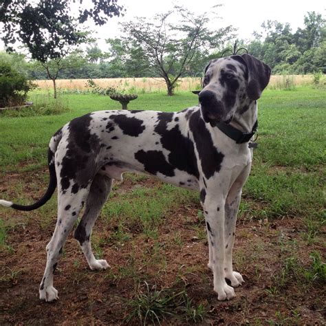 49 Great Dane Breeders Tucson Az Photos – See more ideas about pets, cute animals, animals.