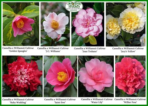 Camellias: A Celebration of Love, Affection and Admiration