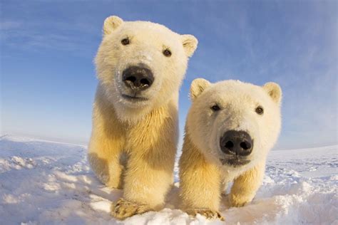 Polar bears | WWF