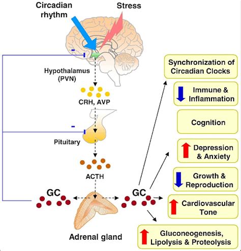 ACTH Hormone: Introduction, Synthetization, Functions, Disorders