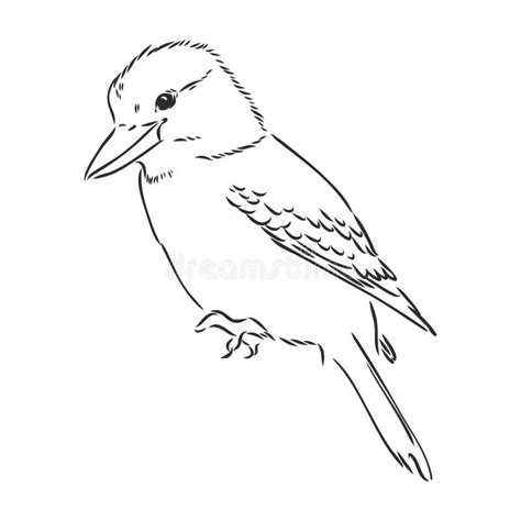 Black Outlined Kookaburra Bird-vector Drawing, Kookaburra Vector Sketch ...