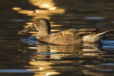 Female northern shoveler at dusk | Focusing on Wildlife