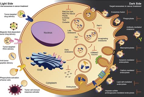 Exosomes in Cancer: Use them or Target them? | Exosome RNA