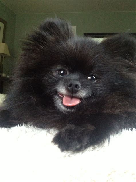 Pin by Bridget Rosener on poms | Black pomeranian, Pomeranian chihuahua mix, Pom dog