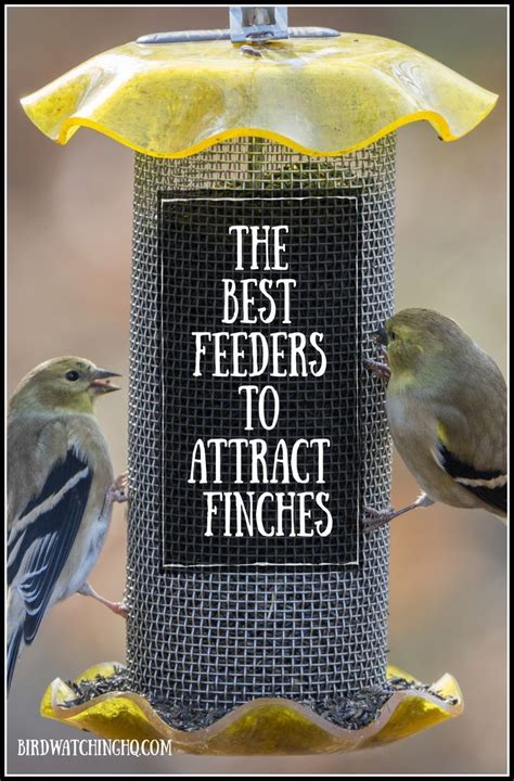 The 4 BEST Finch Feeders In MY Backyard! (2021) - Bird Watching HQ ...