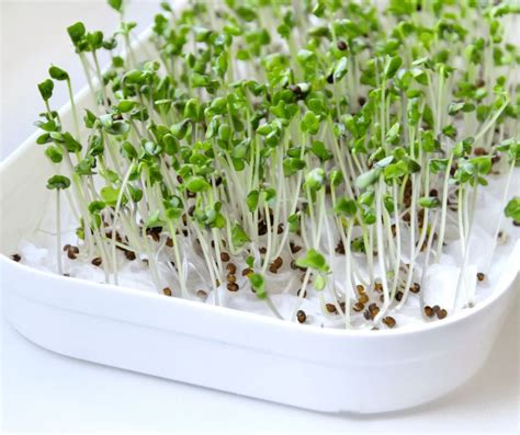 How to Grow Broccoli Sprouts | Growing broccoli, Broccoli sprouts, Sprouts