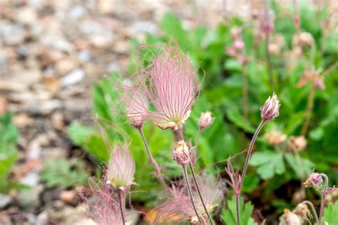 Prairie Smoke: Plant Care & Growing Guide