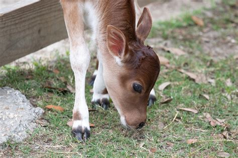 Zebu Calf Born at Audubon Zoo