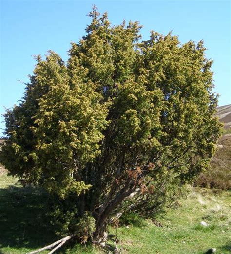 Juniperus communis, Common Juniper, identification guide