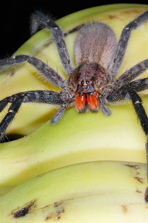 Brazilian Wandering Spider Size