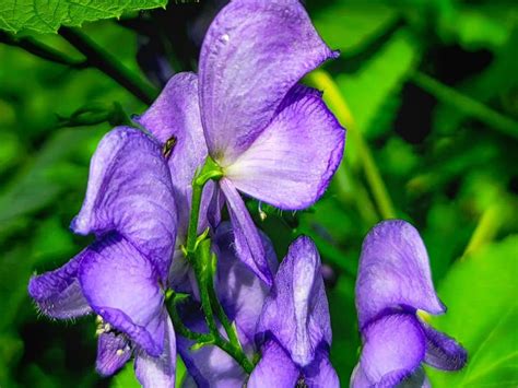 Is Wolfsbane Flower Illegal? Should You Grow It Or Not?