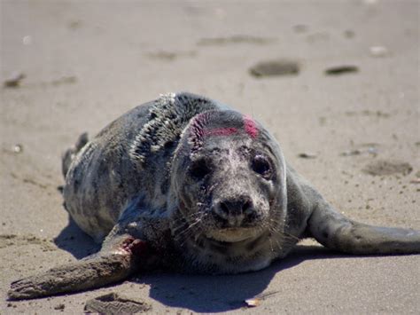 Harbor Seal Pup Draws a Crowd on Sunday at North Street Beach | Ocean ...