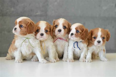 Buy Cavalier King Charles Spaniel for Sale in Delhi Ncr - Dav Pet Lovers