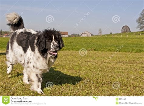 Newfoundland dog stock image. Image of newfoundland, large - 25711523