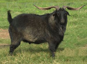 Goat Breeds Spanish – Goats