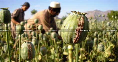 Ministry of Finance notifies Annual Licensing Policy for Cultivation of Opium Poppy for ...