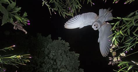 The Story Behind an Incredible Shot of an Owl in Flight | PetaPixel