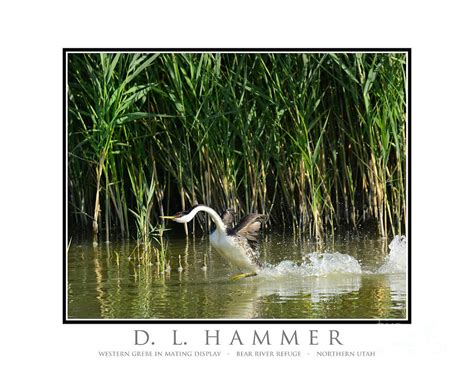 Western Grebe in Mating Display Photograph by Dennis Hammer - Fine Art ...