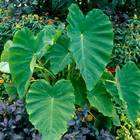 Colocasia esculenta - elephant's ears | Elephant ear bulbs, Elephant ...