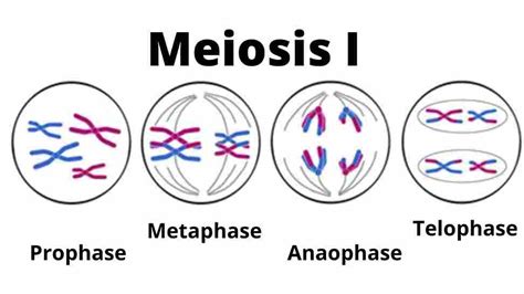 What is Meiosis-I?-Definition and Stages