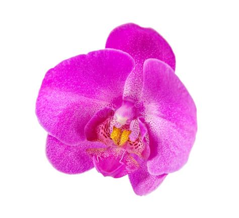 Single orchid flower stock photo. Image of branch, single - 75254158