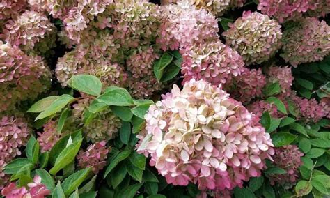 Pruning Hydrangea Paniculata Grandiflora & H. Arborescens – When & How To Prune | Garden Yard