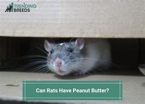 Can Rats Have Peanut Butter? You’ll Be Surprised! (2024)