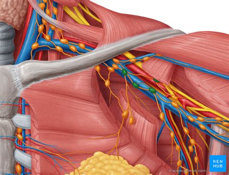 Lymph Nodes of the Thorax and Abdomen - Anatomy | Kenhub