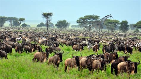 The Serengeti: Plain Facts about National Park & Animals | Live Science