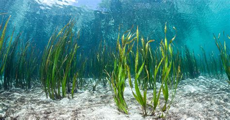 Could a Seaweed-Eating Microbe Help Solve the Ocean Plastic Crisis? - EcoWatch