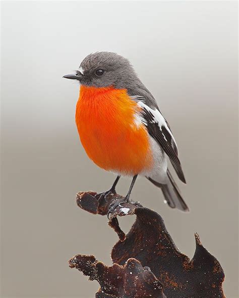 Flame robin - Wikipedia, the free encyclopedia | Pet birds, Australian ...