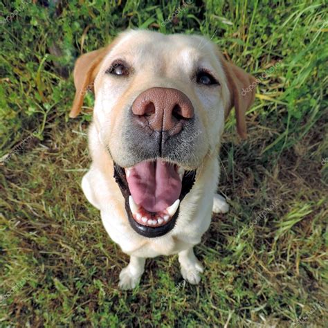 Smiling golden labrador retriever from a top view Stock Photo by ...