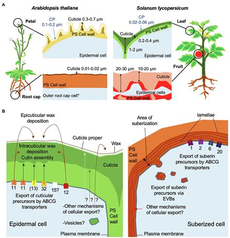 Frontiers | Trafficking Processes and Secretion Pathways Underlying the Formation of Plant Cuticles