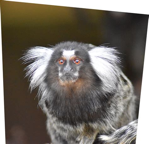 Common Marmoset | Ponderosa Zoo