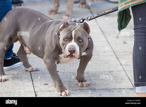 Pitbull Dog American Bully