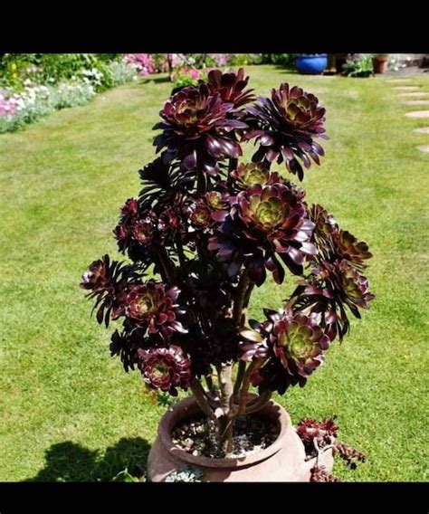 Aeonium Zwartkop black Rose Succulent Plant - Etsy