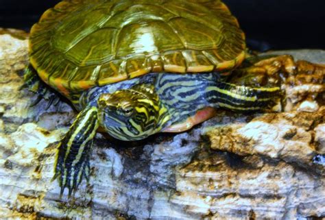 17 Best images about Pet Turtle Habitats, Ideas, DYI's, Pics on ...