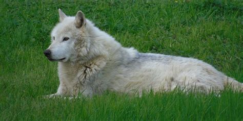 How Wolves Evolved into Dogs | Genetics And Genomics