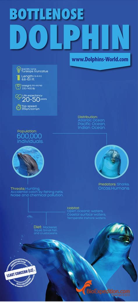 Bottlenose Dolphin Infographic | Dolphins World