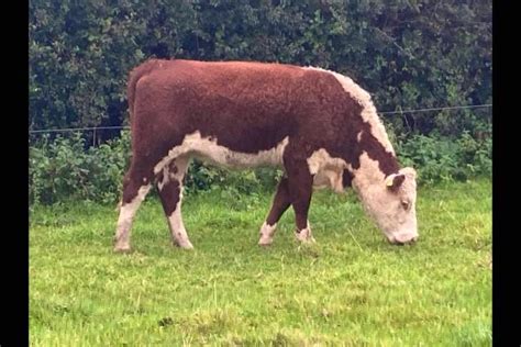 20 Hereford Breeding Heifers | SellMyLivestock - The Online Livestock Marketplace