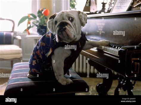 Mr magoo dog plays the piano 1997 hi-res stock photography and images - Alamy