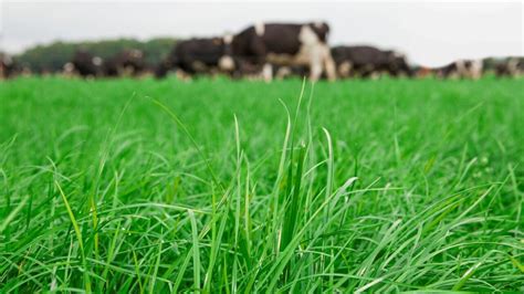 'It's no good growing grass if it can't be grazed clean' - Agriland.ie