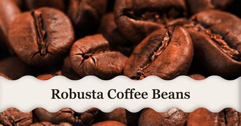 Robusta Coffee Beans: A Deep Dive into Flavor, Benefits, and Brewing