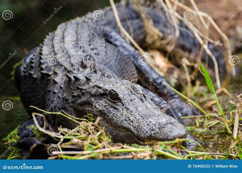 Okefenokee Swamp Bull Gator Stock Image - Image of lake, forked: 76960233