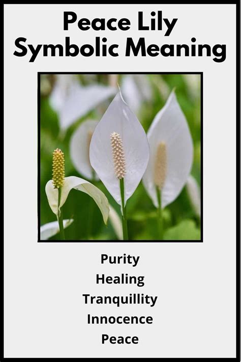 Peace Lily Flower Meaning & Symbolism (Virtue & Hope)