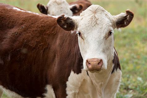 Hereford Cattle Stock Photos, Pictures & Royalty-Free Images - iStock