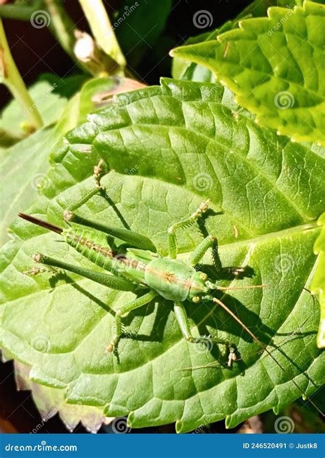 Green Locust Insect Camouflaged on a Green Leaf Stock Image - Image of ...