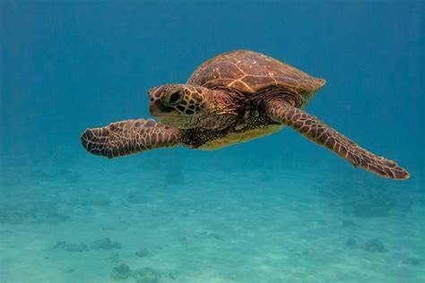 TripAdvisor | Scuba Diving in Hanauma Bay provided by Living Ocean Scuba | Honolulu, Oahu