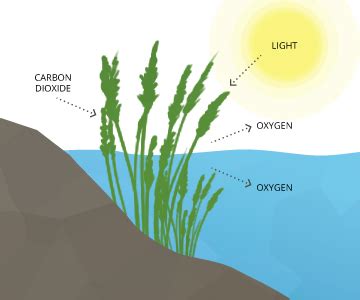 FishSens Magazine | The Daily Dissolved Oxygen Cycle, Explained - FishSens Magazine